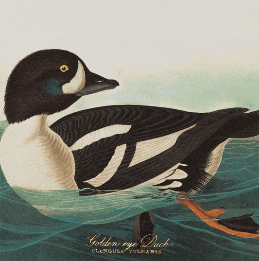 Fyrstikker Common American Swan