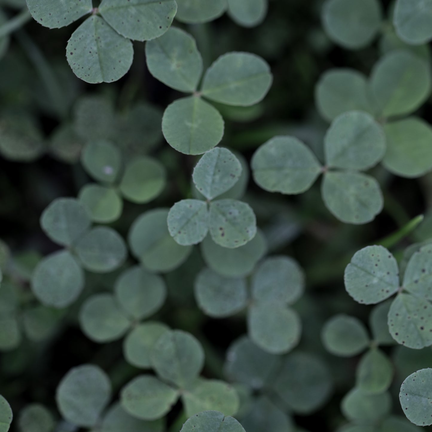 Kløvereng duftlys stort