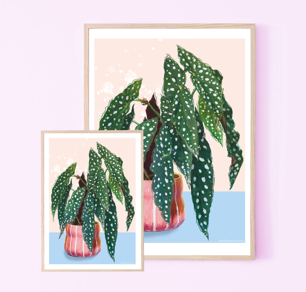 Plakat 50 x 70 #0106