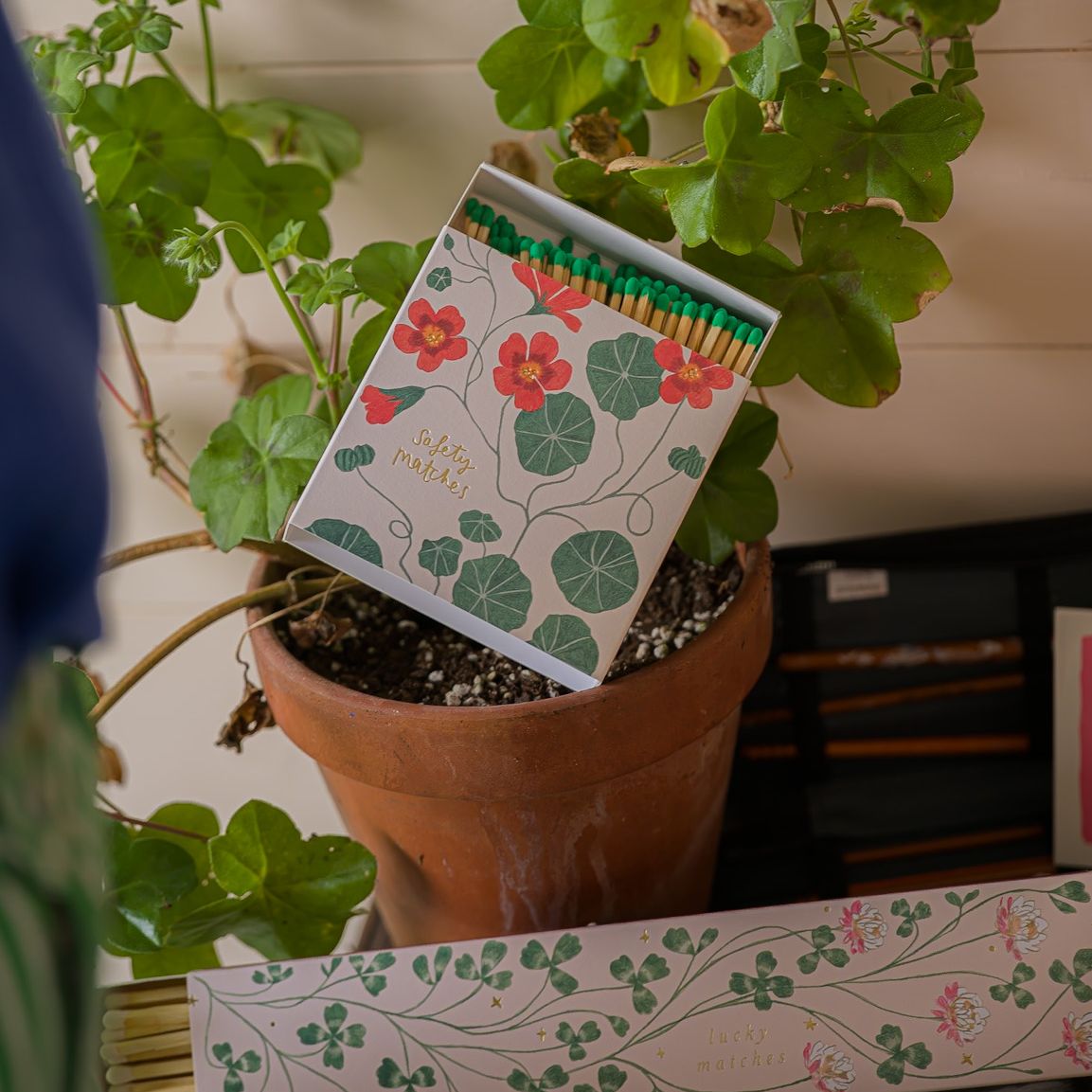 Fyrstikker Nasturtium