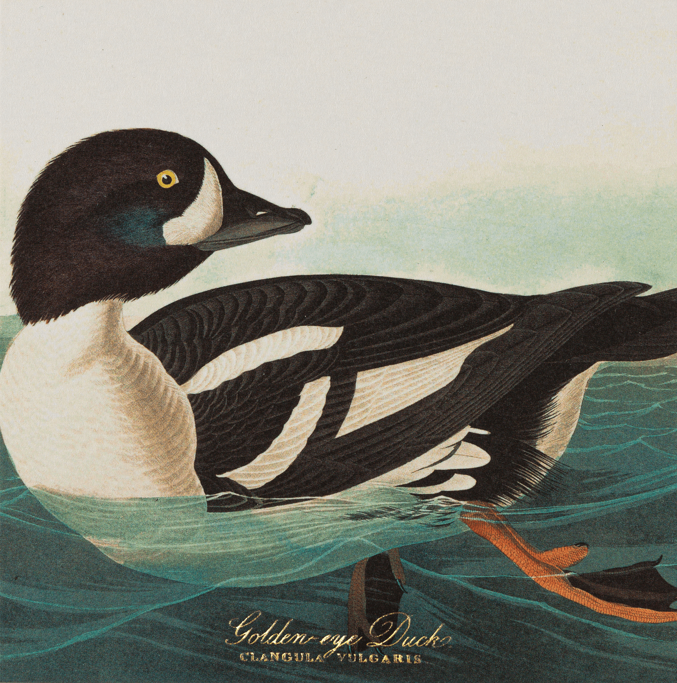 Fyrstikker Common American Swan